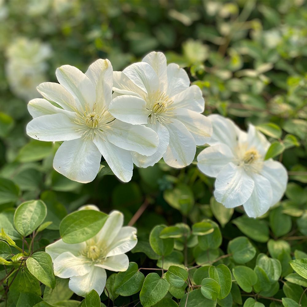 Clematis Guernsey Cream